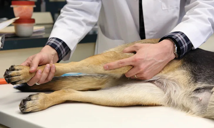 Orthopedics at Prince Charles Animal Hospital