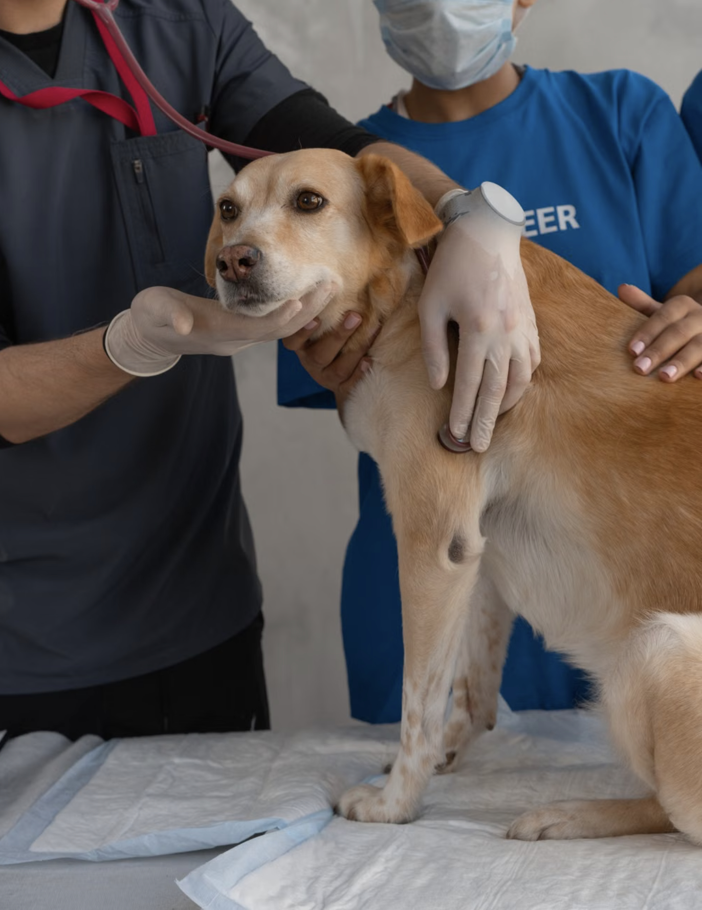 Preventive Care at Prince Charles Animal Hospital
